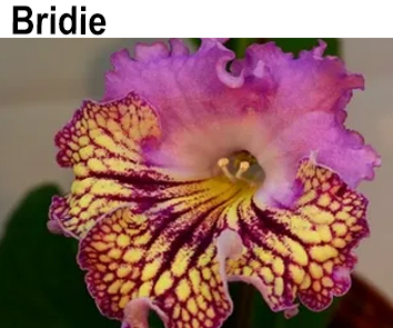 Bridie (P. Kleszczynski)