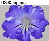 DS-Февраль
