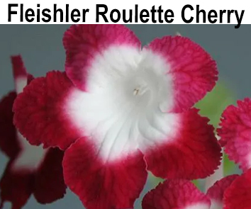 Fleishler Roulette Cherry