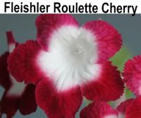 Fleishler Roulette Cherry