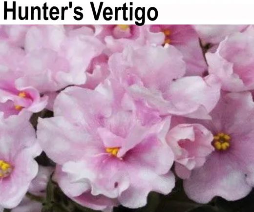 Hunter's Vertigo(.Muzalewski)  НОВИНКА КАТАЛОГА!