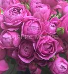 Roza-sprej-Misti-Babls-1-sht-Poisk2