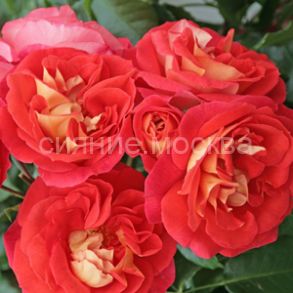 Роза флорибунда Братья Гримм, 1 шт (Поиск)