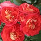 Roza-floribunda-Bratya-Grimm-1-sht-Poisk2