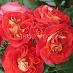 Roza-floribunda-Bratya-Grimm-1-sht-Poisk2