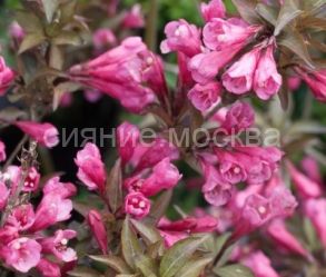Вейгела Victoria (Виктория) (P9) (ПОСПЕЛЛА) 1 шт