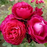 Бисентэнер де Гийо (Bicentenaire de Guillot)