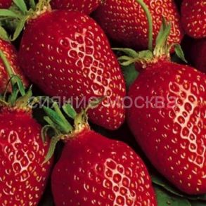 ЗЕМЛЯНИКА САДОВАЯ ГАРИГУЭТТА (фриго), 5 шт (Флора Селект)