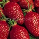 ZeMLyaNIKA-SADOVAya-GARIGUJeTTA-frigo-5-sht-Flora-Selekt