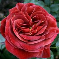 Броун Вельвет (Brown Velvet)