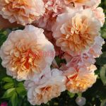 Версайни (Versigny)