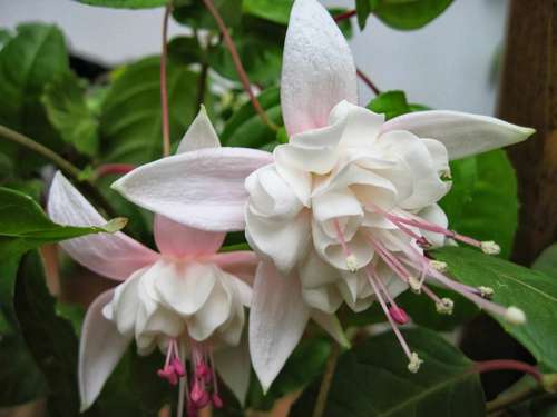 Фуксия Margarita