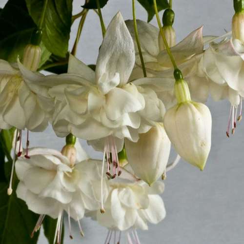 Фуксия White King