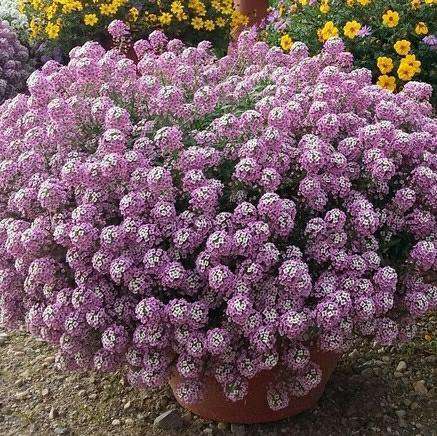 Алиссум Stream Deep Lavender