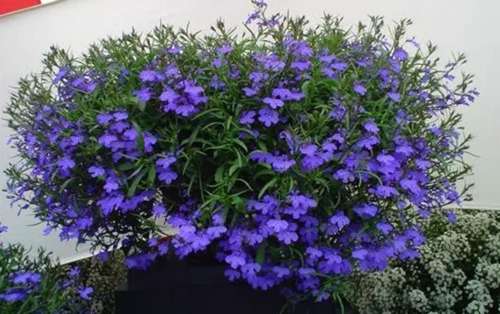 Лобелия Curacao Midnight Blue