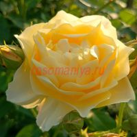 Грэхем Томас (Graham Thomas)