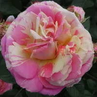 Дабл Твист (Double Twist)