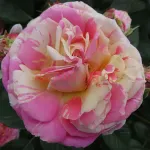 Дабл Твист (Double Twist)