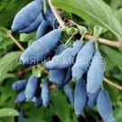 Zhimolost-sjedobnaya-Seriya-Severnyj-Sad-Vostorg-1-sht-Poisk