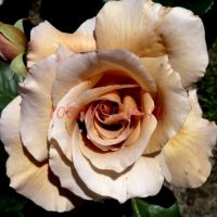 Джулиас Роз (Julia's Rose)