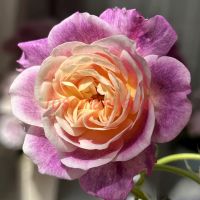 Дьяблес дё Мэр (Diablesse De Mers)