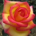 Жан Пиат (Jean Piat)