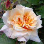 Карамелла (Caramella)