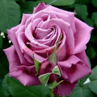 Клод Брассёр (Claude Brasseur)