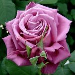 Клод Брассёр (Claude Brasseur)