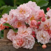 Корнелия (Cornelia)