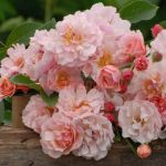 Корнелия (Cornelia)