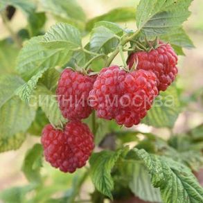 Малина Краса России, 1 шт (Поиск)