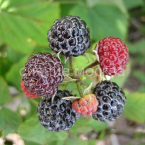 Малина Крепыш, 1 шт (Поиск)