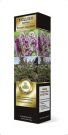 Buddleya-Davida-Lyuks-Berris-jend-Krim-Berries-Cream-Poisk-1-sht1