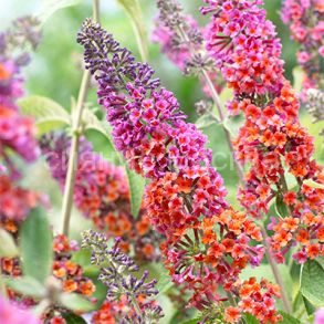 Буддлея Давида Флауер Пауэр (Поиск), 1 шт