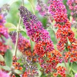 Buddleya-Davida-Flauer-Paujer-Poisk-1-sht