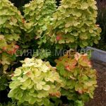 Гортензия метельчатая Люкс Граффити (Поиск), 1 шт