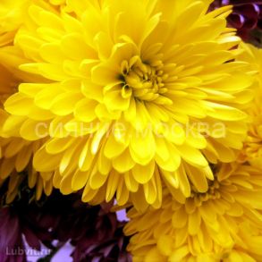 Хризантема корейская Мишель/уп 1 шт/ Поиск