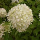 Gortenziya-metelchataya-Lyuks-Zhemchuzhina-festivalya-Perle-de-Festival-Poisk-1-sht