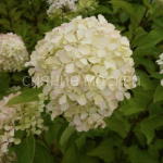 Гортензия метельчатая Люкс Жемчужина фестиваля Perle de Festival , (Поиск), 1 шт