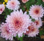 Hrizantema-korejskaya-Rozanna-up-1-sht-Poisk