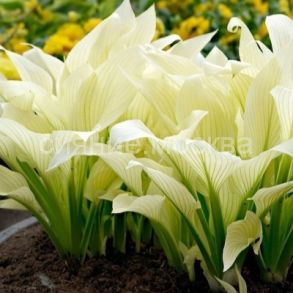 ХОСТА УАЙТ ФЕВЕР (White Feather), 1 шт (Флора Селект)