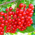 Смородина красная Уральская красавица (Поиск), 1 шт