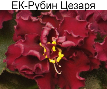 ЕК-Рубин Цезаря (Коршунова)