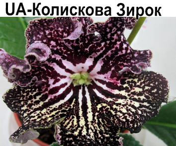 UA-Колискова Зирок (Ю. Склярова)