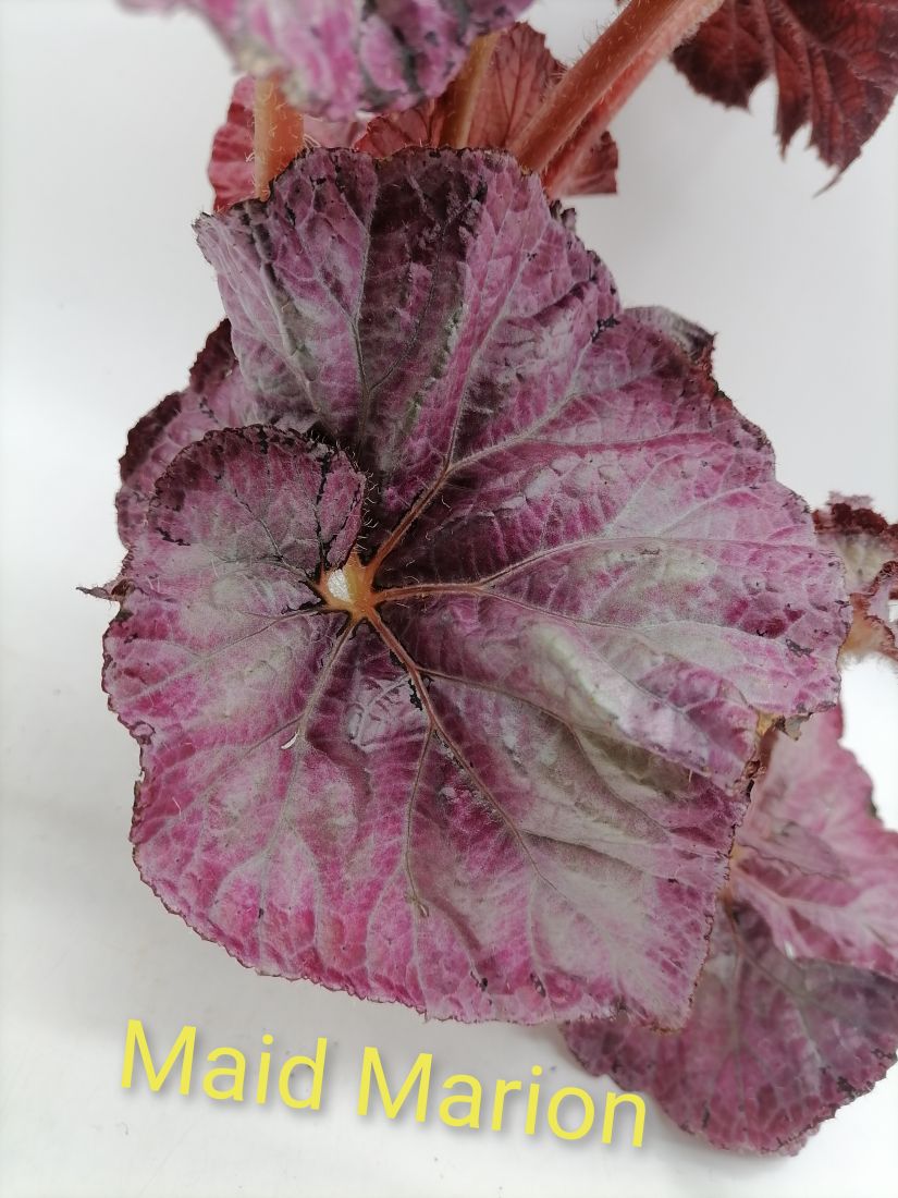 Бегония Maid Marion