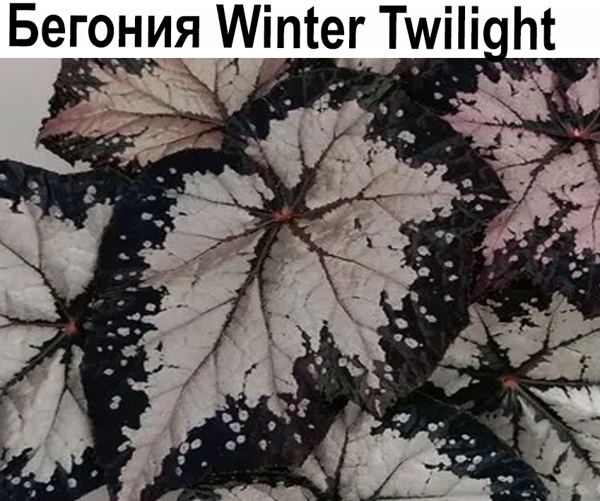 Бегония Winter Twilight  НОВИНКА КАТАЛОГА!