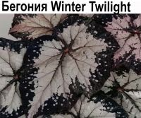 Бегония Winter Twilight  НОВИНКА КАТАЛОГА!