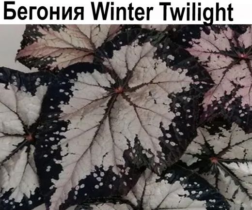 Бегония Winter Twilight  НОВИНКА КАТАЛОГА!