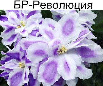 БР-Революция (Буркацкие) НОВИНКА